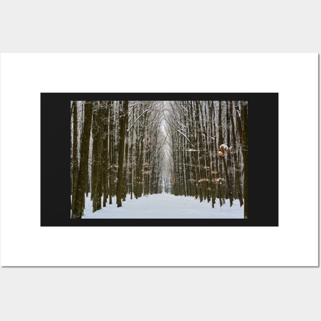 Oak forest in the winter Wall Art by naturalis